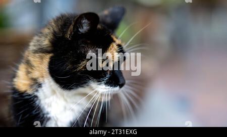 Deutschland, Sachsen, Bautzen: eine dreifarbige ãGlückskatze' genießt die Herbstsonne in der Bautzener Altstadt. *** 02 10 2023, Germania. 2 ottobre 2023. Sassonia, Bautzen un "gatto fortunato" tricolore gode del sole autunnale nel centro storico di Bautzen Credit: Imago/Alamy Live News Foto Stock