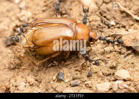 Una squadra di formiche che trasportano la carcassa di uno scarabeo verso il loro nido per il consumo, Spagna. Foto Stock