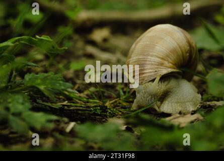 Una lumaca romana che esplora il suo habitat nel bosco su un banco di gesso nel Kent. Questa specie è stata importata ed è ora naturalizzata e protetta nel Regno Unito. Foto Stock