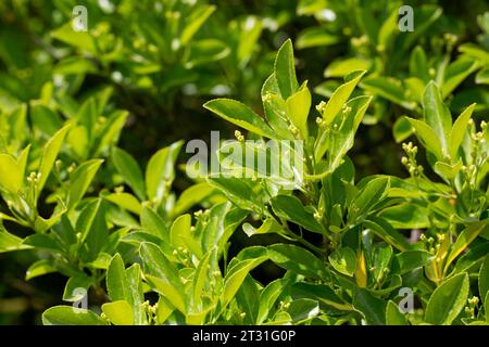 Le foglie verdi di piante sempreverdi mandrino giapponese o arbusto Euonymus japonicus. Il concetto di viaggi paesaggistici e destinazioni panoramiche. Foto Stock