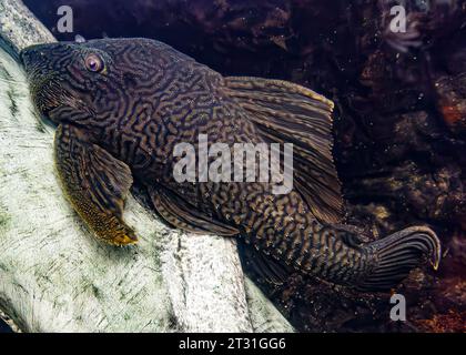 Pesce gatto amazzonico (Pterygoplichthys pardalis) Foto Stock