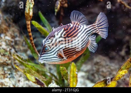 Shaw's cowfish (Aracana aurita) AKA: Striped cowfish, Striped boxfish, Painted boxfish, Southern cowfish e Shaw's boxfish è originario del i orientale Foto Stock