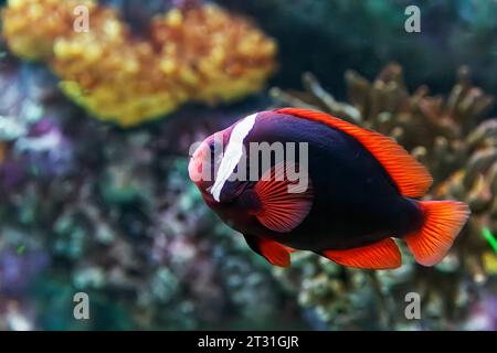 Femmine di Pomodoro Clownfish (Amphiprion frenatus) AKA: Anemonefish nero, anemonefish bridled, clown fuoco e clown di pomodoro rosso. Foto Stock