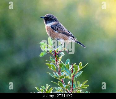 European Stonechat (Saxicola rubicola) Pahos, Cipro Foto Stock