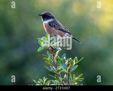 European Stonechat (Saxicola rubicola) Pahos, Cipro Foto Stock