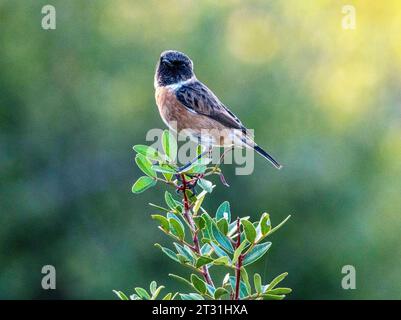 European Stonechat (Saxicola rubicola) Pahos, Cipro Foto Stock