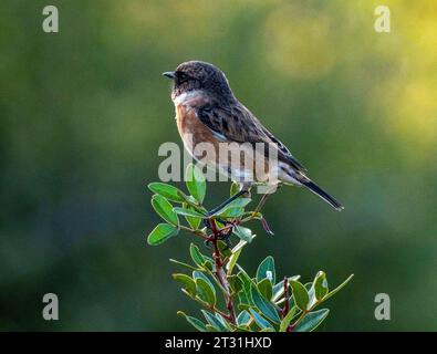 European Stonechat (Saxicola rubicola) Pahos, Cipro Foto Stock