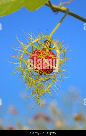 Frutto di scarletfruit passionflower (Passiflora foetida var. Lanuginosa), frutto di maturazione ricoperto da bract nelle zone umide costiere di Galveston, Texas, Stati Uniti. Foto Stock