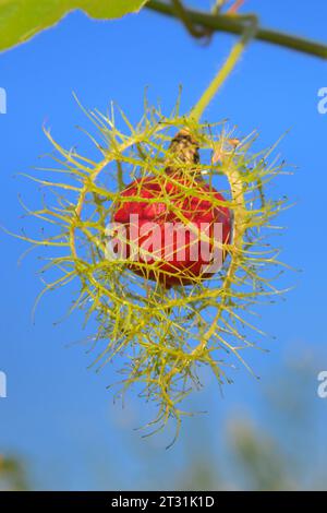 Frutto di maturazione del fiore scarlettifero (Passiflora foetida var. Lanuginosa), coperta da bratti nelle zone umide costiere, Galveston, Texas, Stati Uniti. Foto Stock