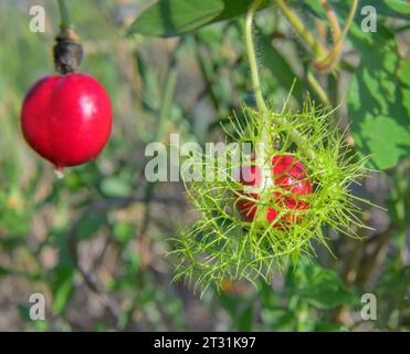 Frutti della passionflora scarlettifera (Passiflora foetida var. Lanuginosa), frutti maturi e maturi su vite, Galveston, Texas, USA. Foto Stock