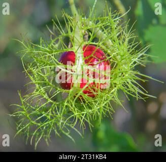 Frutto di scarletfruit passionflower (Passiflora foetida var. Lanuginosa), frutto di maturazione ricoperto da bract nelle zone umide costiere di Galveston, Texas, Stati Uniti. Foto Stock