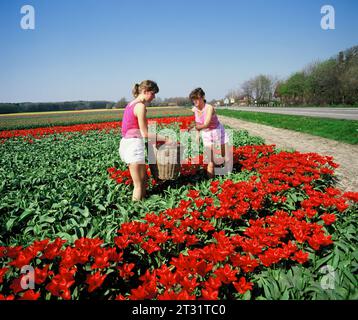 Paesi Bassi. Olanda meridionale. Campo Tulip. Vicino a Lisse. Due giovani donne che raccolgono tulipani. Foto Stock