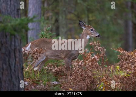 Button Buck in una foresta del Wisconsin settentrionale. Foto Stock