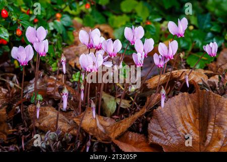 Graziosi fiori di malva di Cyclamen Hederifolium fioriti in autunno con gocce di pioggia che fioriscono tra foglie marroni cadute nel Surrey, nel sud-est dell'Inghilterra Foto Stock
