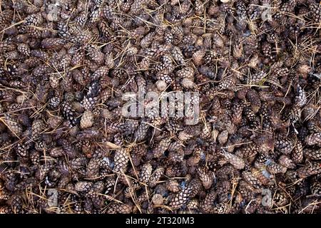 Sfondo cono di pino. Coni di pino essiccati marroni in autunno come uno splendido motivo. Foresta di conifere. Vista dall'alto. Foto Stock