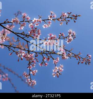 Ciliegio rosa che fiorisce su sfondo blu vicino a Chiang mai. Thailandia. Foto Stock