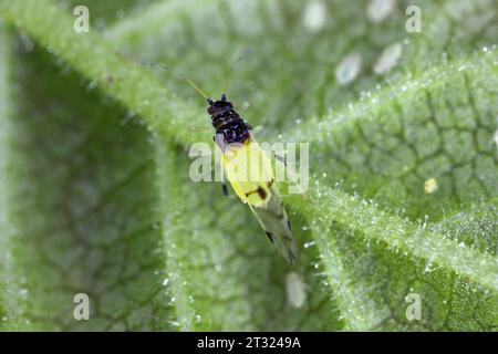 Specie aphid di olmo giapponese (il nome latino è Tinocallis takachihoensis) introdotta in Europa. Si nutre di olmo (specie Ulmus) o Zelkova. Foto Stock