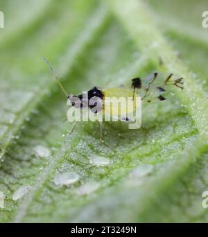 Specie aphid di olmo giapponese (il nome latino è Tinocallis takachihoensis) introdotta in Europa. Si nutre di olmo (specie Ulmus) o Zelkova. Foto Stock