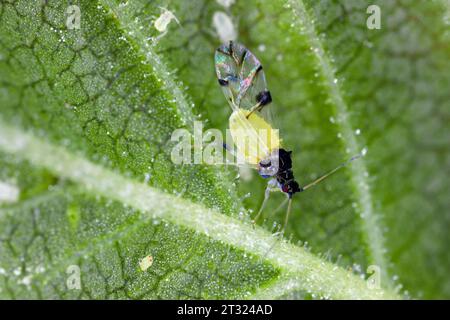 Specie aphid di olmo giapponese (il nome latino è Tinocallis takachihoensis) introdotta in Europa. Si nutre di olmo (specie Ulmus) o Zelkova. Foto Stock