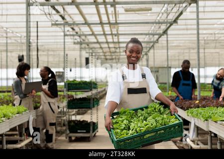 Lavoratore agricolo afro-americano sorridente che tiene una cassa piena di verdure biologiche e mature locali provenienti da un raccolto sostenibile. Serra biologica imprenditoriale non certificata ogm Foto Stock
