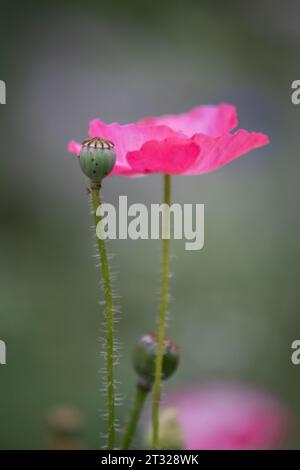 Fiori selvatici primaverili del Texas, papaveri, larkspur, api, farfalle, impollinatori, giardino di piante autoctone, rosa, bianco, rosso, giallo Foto Stock