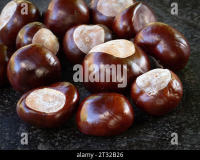 Immagine ravvicinata di una collezione di castagne appena raccolte sparse sulla superficie Foto Stock