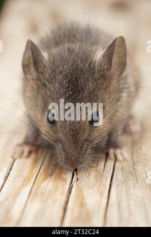 Vista frontale verticale naturale su un piccolo topo domestico giovanile, Mus musculus seduto su legno Foto Stock