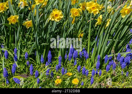 Narcisi e fiori di giacinto d'uva in un soleggiato giorno di aprile Foto Stock