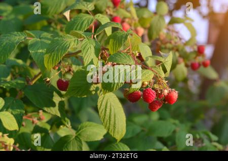 Rametto di lamponi maturi in giardino nelle soleggiate giornate estive. Concetto di giardinaggio biologico. Foto Stock
