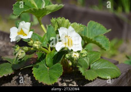 Cespuglio di fragole in fiore in un letto da giardino. Giardinaggio biologico. Foto Stock