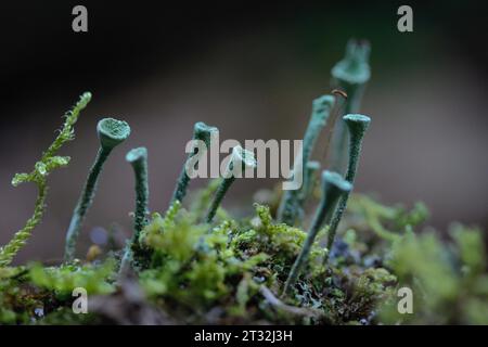 Primo piano di Cladonia fimbriata, un lichene di tromba europea sul muschio Foto Stock