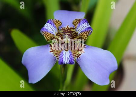 Fioritura della pianta di Trimezia coerulea, popolarmente conosciuta come Beach Iris, Purple Lily, False-Iris o Twelve-Apostles. Foto Stock