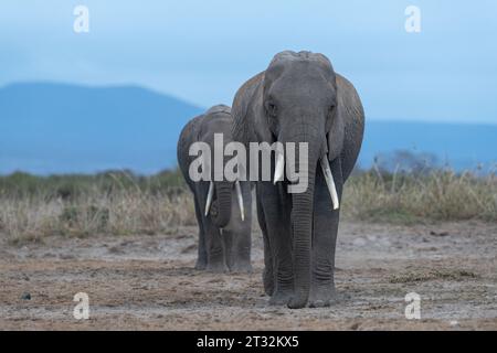 Due elefanti africane mature che camminano sul terreno asciutto del Parco Nazionale di Amboseli, Kenya Foto Stock
