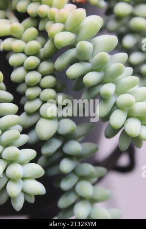 Plant Sedum Burrito o Sedum Morganianum, popolarmente noto come Girl's Finger, Girl's Little Finger o Donkey's Tail. E' una succulenta pianta pendente. Foto Stock