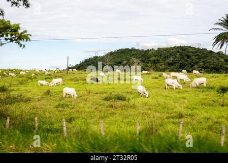 Santo Amaro, Bahia, Brasile - 12 giugno 2022: Il bestiame viene visto in un pascolo di erba verde che si nutre dell'erba. Città di Santo Amaro, Bahia. Foto Stock