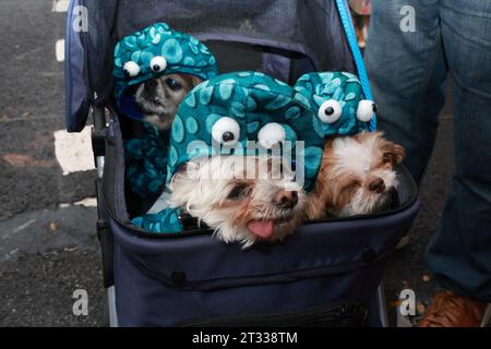 Bella davanti è un mix di chihuahua maltese. Herman è il piccolo shih tzu, e poi Edith là dietro è sdraiato mentre i pechingesi sono tutti vestiti da polpi per la 33a Annual Tompkins Square Halloween Dog Parade nel Tompkins Square Park il 21 ottobre 2023. (Foto: Gordon Donovan) Foto Stock