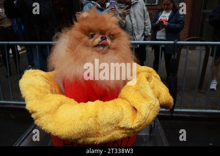Puka è una Pomerania ed è vestita come Winnie the Pooh per la 33a Annual Tompkins Square Halloween Dog Parade a Tompkins Square Park il 21 ottobre 2023. (Foto: Gordon Donovan) Foto Stock