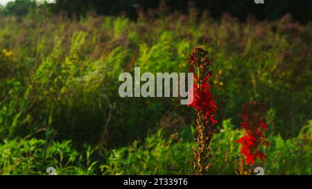 Un fiore cardinale rosso vivo e un mare di verdeggiante blu prosperano in un'alta prateria erbosa in un idilliaco pomeriggio estivo. Foto Stock