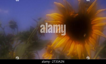 Uno strano girasole prende vita in una prateria a erba alta delle grandi Pianure in una perfetta giornata estiva. Grazie all'obiettivo sperimentale con zone Plate con messa a fuoco morbida Foto Stock