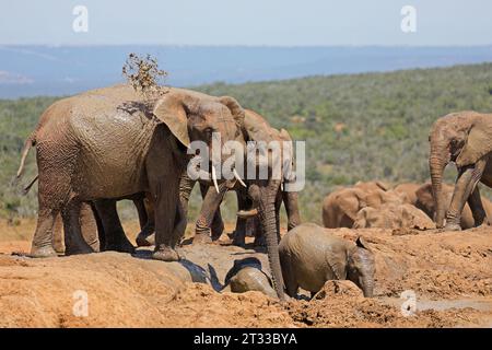 Giovani elefanti africani (Loxodonta africana) che giocano nel fango, Addo Elephant National Park, Sudafrica Foto Stock