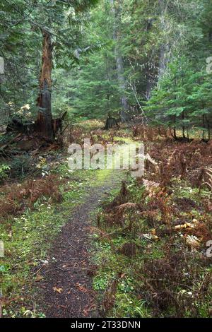 Un piccolo sentiero conduce attraverso una splendida foresta in autunno nel nord dell'Idaho. Foto Stock