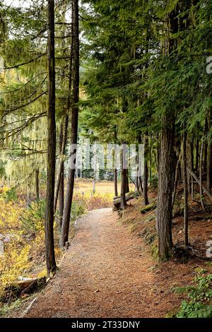 Un sentiero a piedi conduce attraverso la foresta del lago Huff, nel nord dell'Idaho. Foto Stock