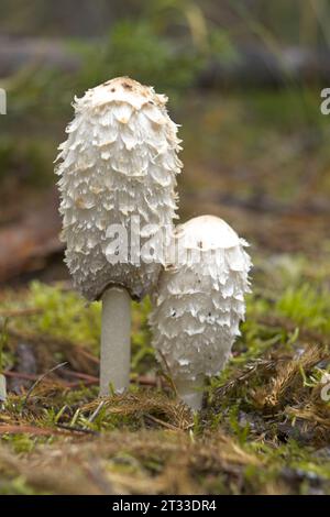 Un primo piano di due funghi commestibili di criniera al piano della foresta nel nord dell'Idaho. Foto Stock