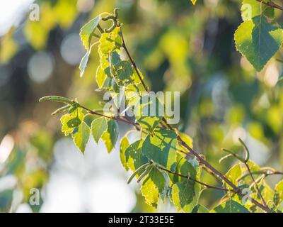 Ramo di betulla, Betula pendula, betulla argentata, betulla verrucola, betulla bianca europea, con le foglie verdi da vicino. Messa a fuoco selettiva. Foto Stock