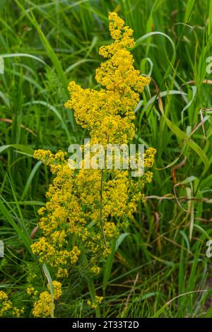 Galium verum, paglierino per signora o paglierino giallo, pianta a basso strapazzamento, foglie larghe, verde scuro lucido, peloso sotto, fiori gialli e prodotto io Foto Stock