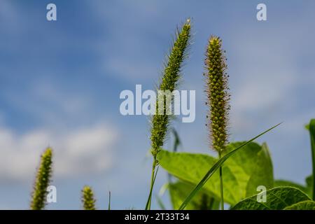 Setaria cresce nel campo in natura. Foto Stock