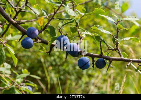 Blackthorn Prunus spinosa, noto anche come Blackthorn. Foto Stock