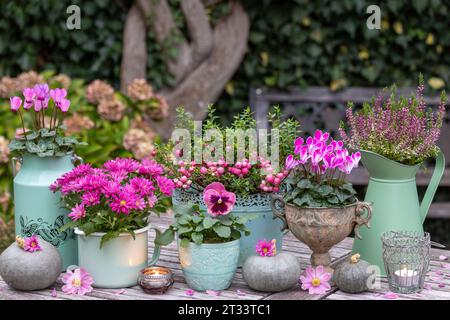 giardino con fiori rosa autunnali in pentole e zucche d'epoca Foto Stock