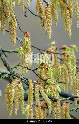 Carpinus betulus, carpino europeo o comune, monoecioso, maschio e femmina, in tardo inverno/inizio primavera Foto Stock