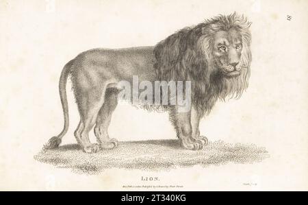 Leone maschio con criniera, Panthera leo (felis leo). Incisione su lastra di rame di James Heath dalla General Zoology di George Shaw: Mammalia, G. Kearsley, Fleet Street, Londra, 1800. Foto Stock